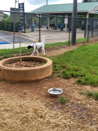 Cornelia Bark Park - Cornelia, GA