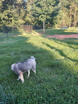Cornelia Bark Park
