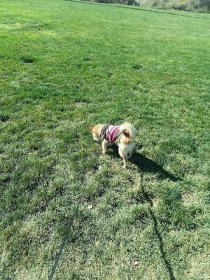 Cortez Dog Park - Cortez, CO
