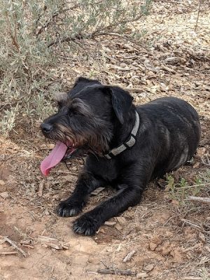 Cortez Dog Park - Cortez, CO