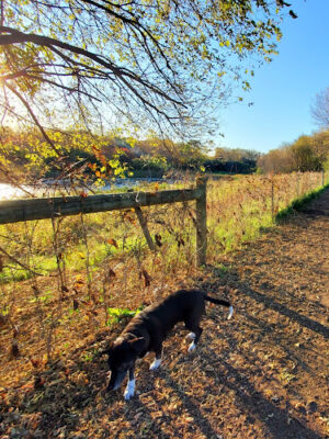 WAG Farms Dog Park