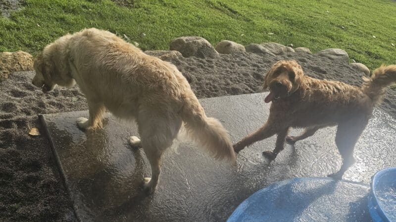 WAG Farms Dog Park - Cottage Grove, MN
