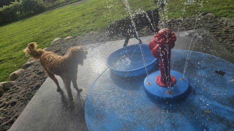 WAG Farms Dog Park - Cottage Grove, MN
