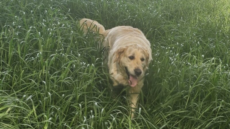 WAG Farms Dog Park - Cottage Grove, MN