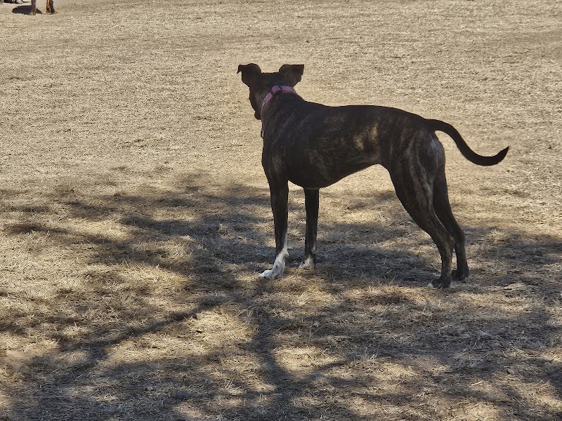 Riverfront Dog Park - Cottonwood, AZ