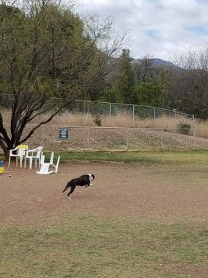 Riverfront Dog Park - Cottonwood, AZ