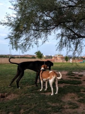 Riverfront Dog Park - Cottonwood, AZ