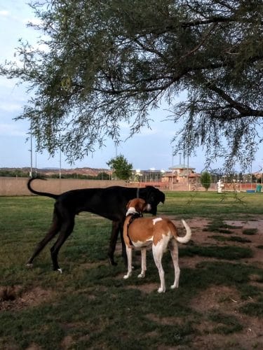 Riverfront Dog Park