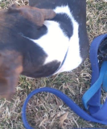 Riverfront Dog Park