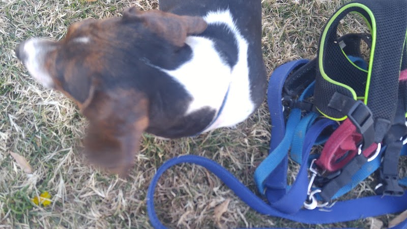 Riverfront Dog Park - Cottonwood, AZ