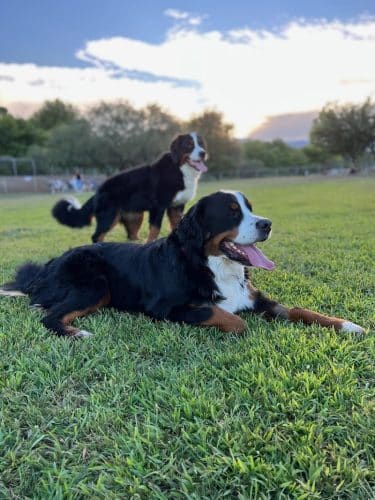 Riverfront Dog Park