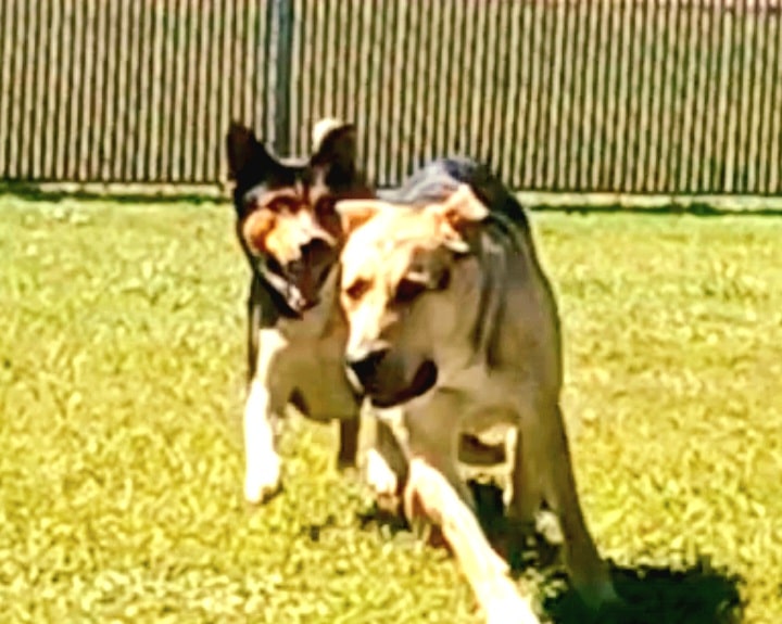 Riverfront Dog Park - Cottonwood, AZ