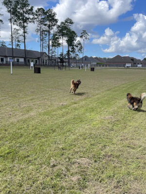 Pretty Acres Dog Park