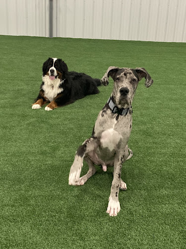 The Indoor Dog Park