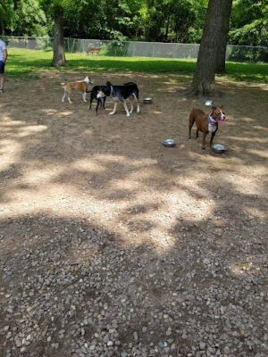 Cromwell Dog Park