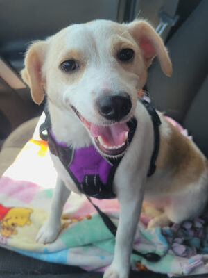 Crosby Boarding Kennel