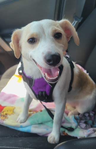 Crosby Boarding Kennel