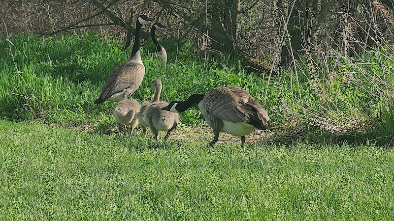 Duck Pond Walking Trail - Croswell, MI