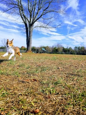 Mountain Run Lake Park