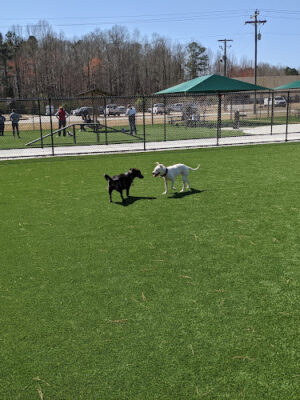Coal Mountain Dog Park