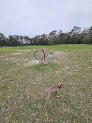 D'Iberville Dog Park