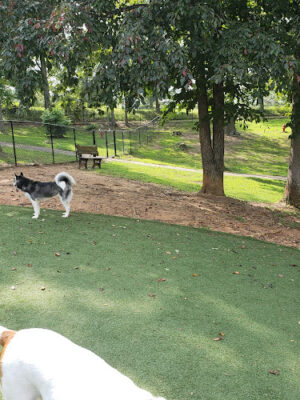 Dog Woods at Coleman Camp Park
