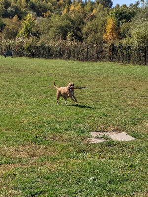 Danbury Dog Park