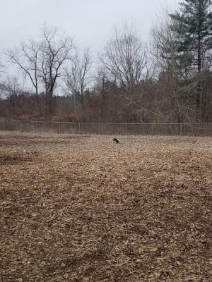 Phaiah's Dog Park