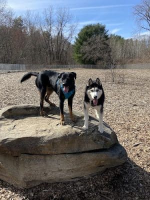 Phaiah's Dog Park