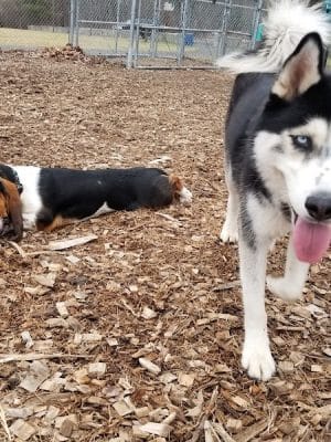 Phaiah's Dog Park