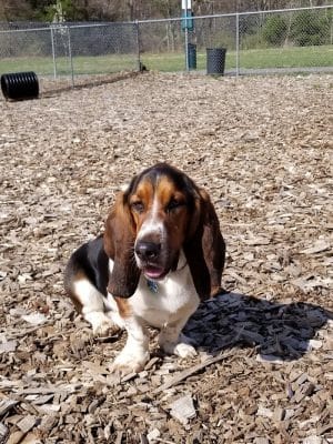 Phaiah's Dog Park