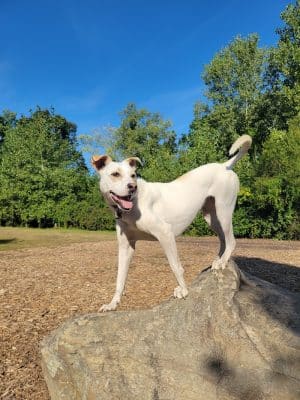 Phaiah's Dog Park
