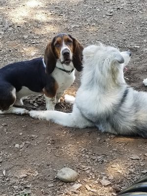 Phaiah's Dog Park