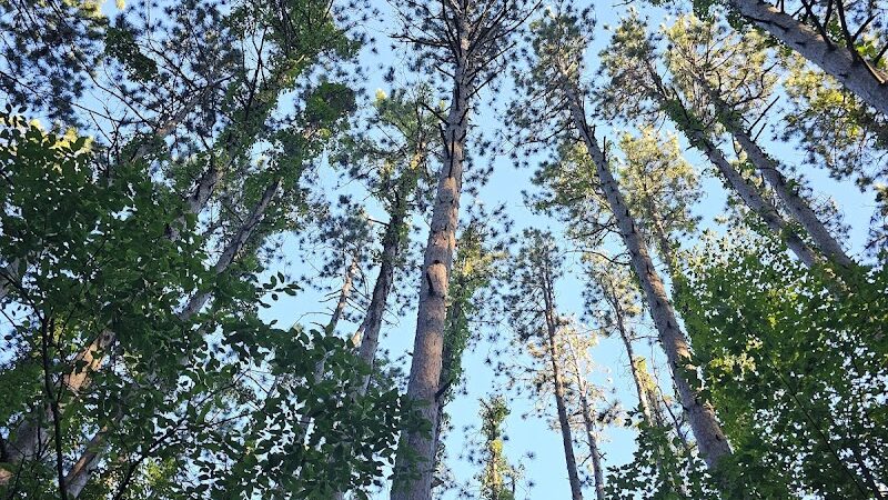 7 Gables Road Natural Area - Dansville,