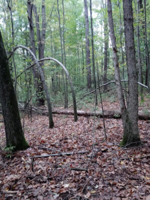7 Gables Road Natural Area