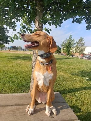 Centennial Dog Park