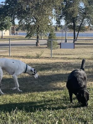 Centennial Dog Park