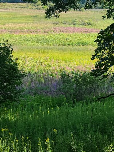 Shiawassee Basin Preserve Park - Davisburg, MI