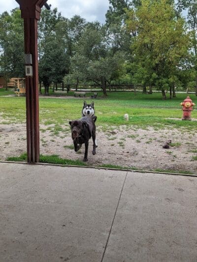 Davison Area Dog Park - Davison, MI