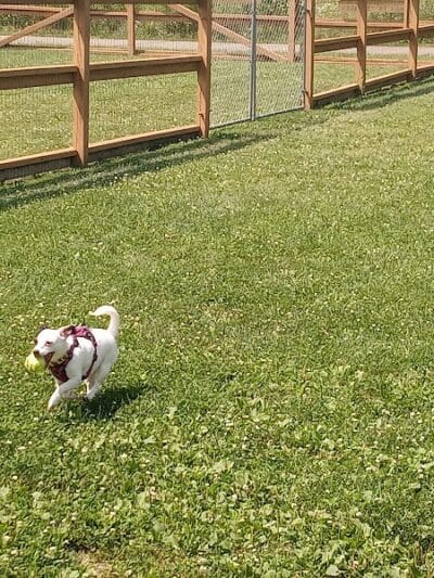 Davison Area Dog Park - Davison, MI