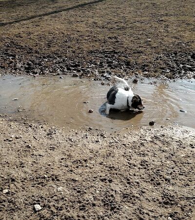 Davison Area Dog Park - Davison, MI