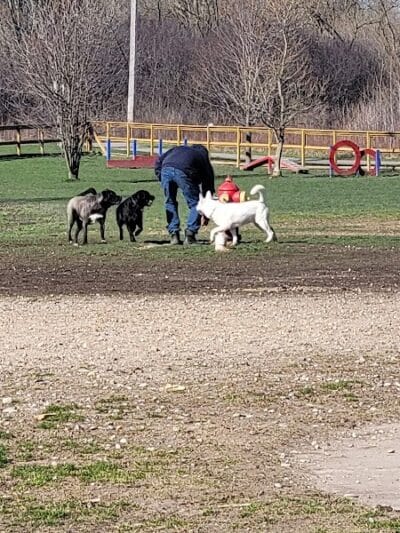 Davison Area Dog Park - Davison, MI