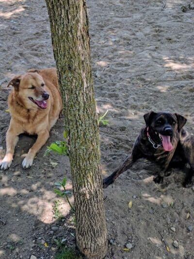 Davison Area Dog Park - Davison, MI