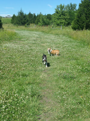 Kill Creek Streamway Dog Park