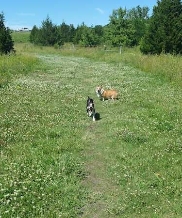 Kill Creek Streamway Dog Park