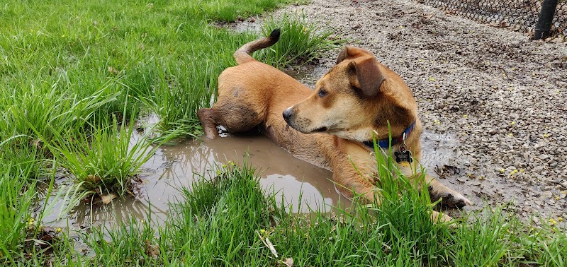 Dearborn Dog Park (Members Only) - Dearborn,
