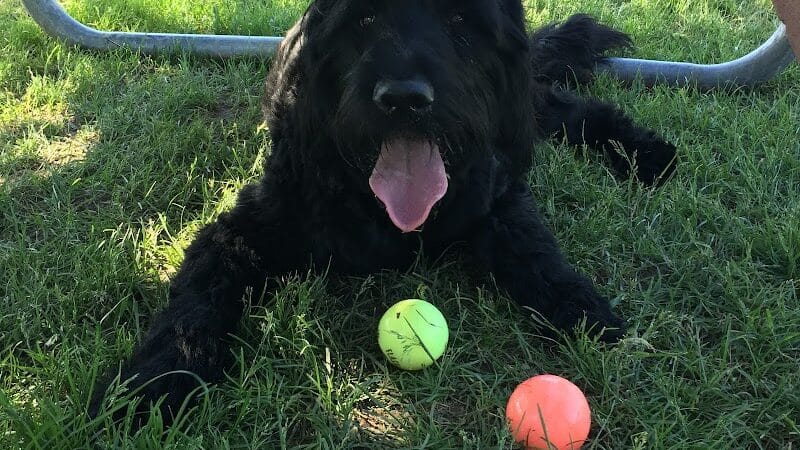 Dearborn Dog Park (Members Only) - Dearborn,