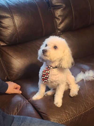 Central Bark Dog Grooming LLC - Dearborn Heights,