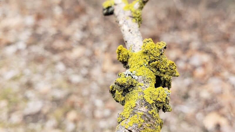 Helms Haven Recreation Area - Dearborn Heights,