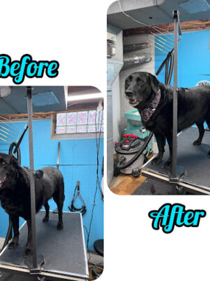 Central Bark Dog Grooming LLC